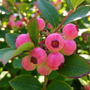 Pink Lemonade' Blueberry Bush | 1L Pot