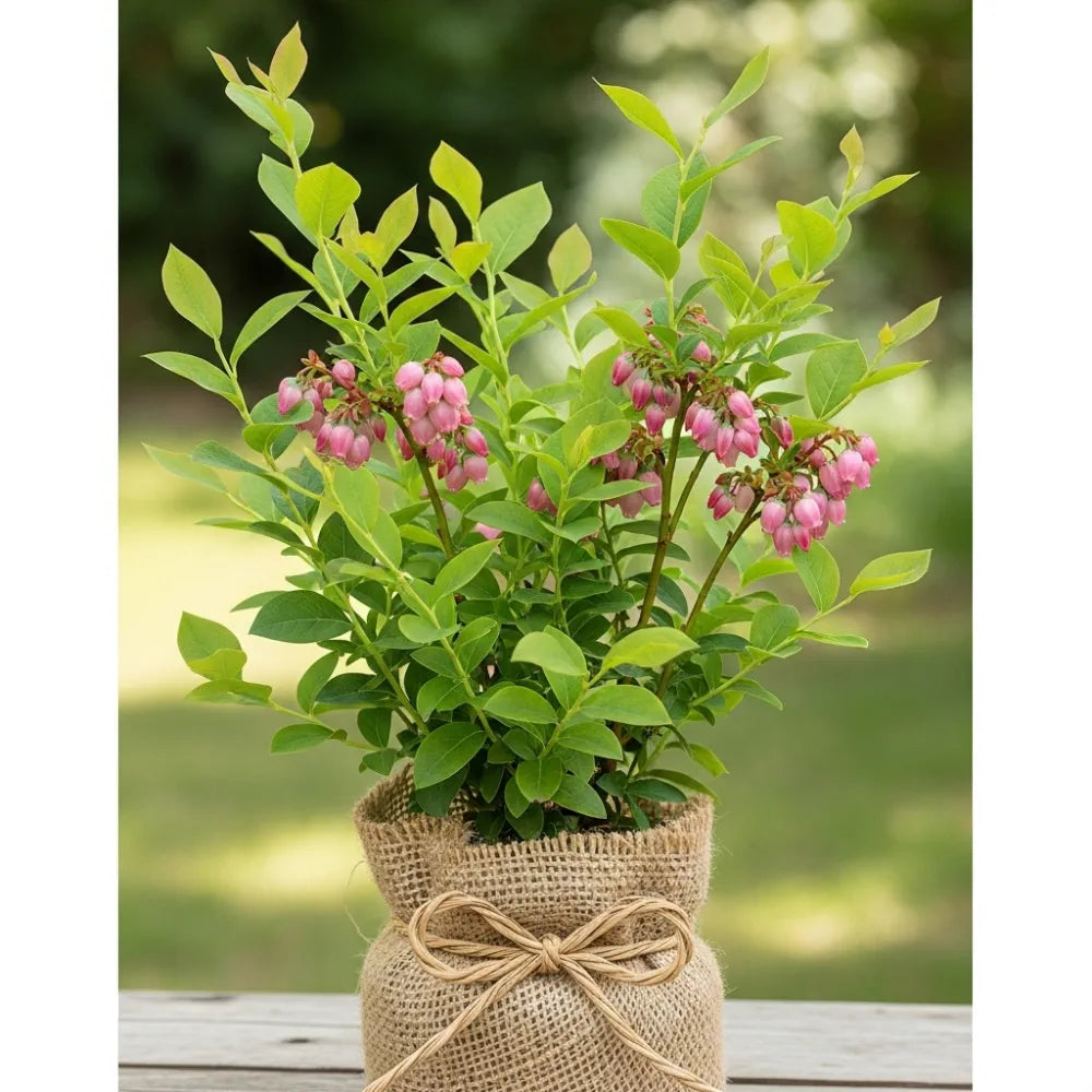 3 Pink Lemonade Blueberry Plants | 2L Pots