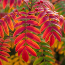 10ft Half-Standard 'Pink Pagoda' Mountain Ash Tree | Mature Bare Root | 6/8cm Girth