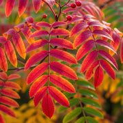 9ft Half-Standard 'Pink Pagoda' Mountain Ash Tree | Mature Bare Root | 6/8cm Girth