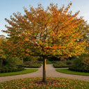 5ft 'Pink Perfection' Cherry Blossom Tree | 7.5L Pot | 2 Years Old