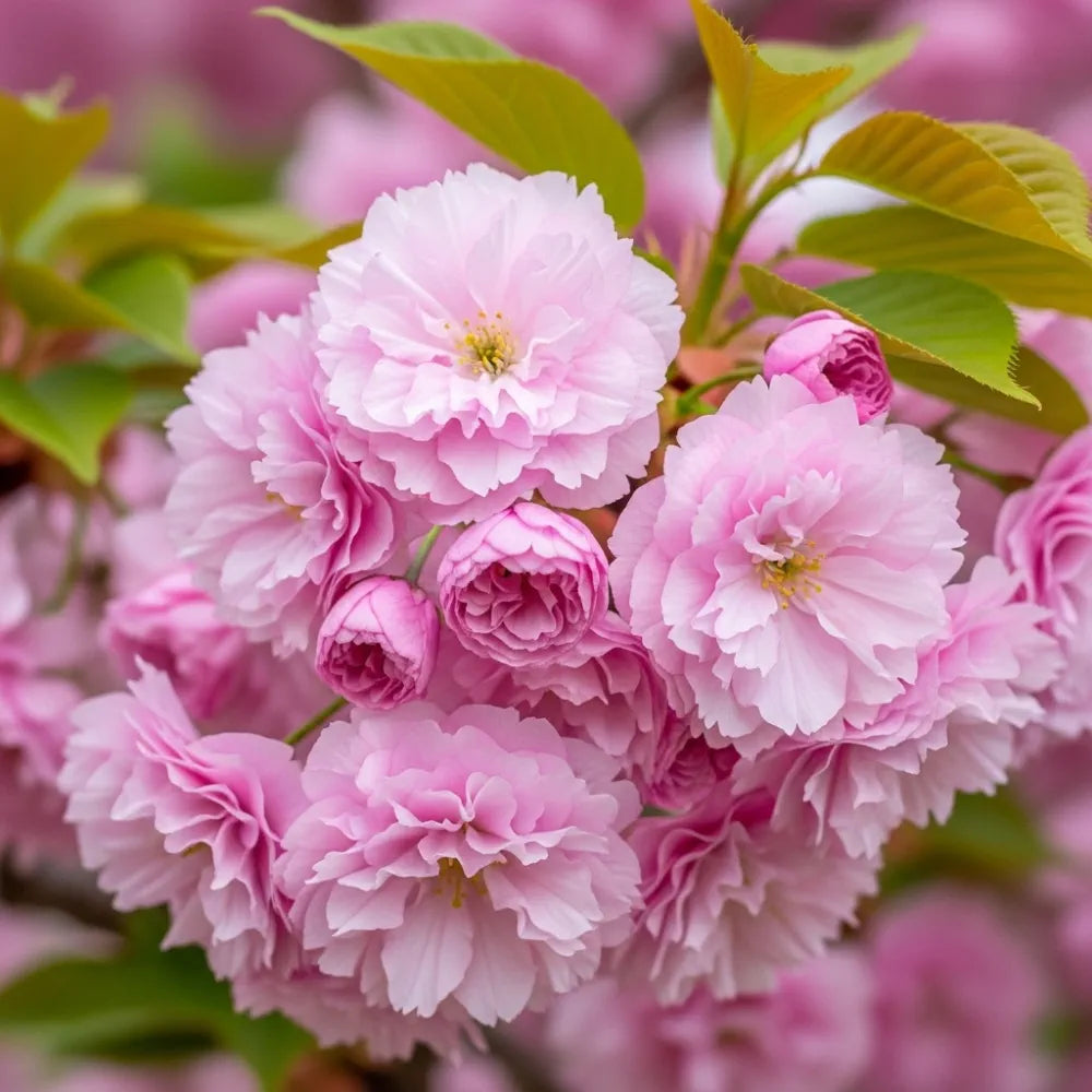 'Pink Perfection' Cherry Blossom Tree | Bare Root | 2 Years Old