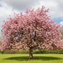 8ft 'Pink Perfection' Cherry Blossom Tree | Mature Half Standard | 6/8cm Girth | Grown in 40L Airpot