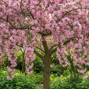 5ft Pink Perfection' Crabapple Tree | 9L Pot | 2 Years Old