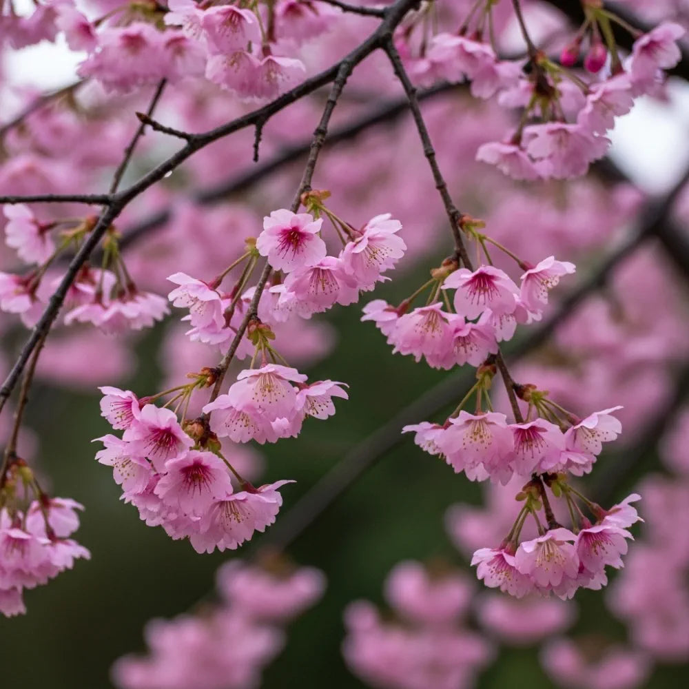 8ft Half-Standard Pink Winter Flowering Cherry Blossom Tree | Mature 'Autumnalis Rosea' | 6/8cm Girth | Grown in 20L Airpot