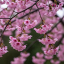 5ft Pink Winter Flowering Cherry Tree | Prunus x subhirtella 'Autumnalis Rosea' | 7.5L Pot | 2 Years Old
