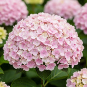 2.5ft Hydrangea arborescens 'Pink Annabelle' | 3L Pot