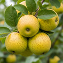 5ft 'Pitmaston Pineapple' Apple Tree | 9L Pot | 2 Years Old