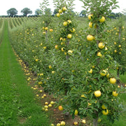 5ft 'Pitmaston Pineapple' Apple Tree | Bare Root | 2 Years Old