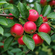 5ft 'Pixie' Apple Tree | 9L Pot | 2 Years Old