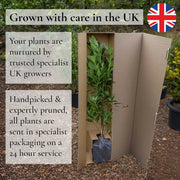 60-90cm Grey Alder Hedging | Alnus incana | Bare Root