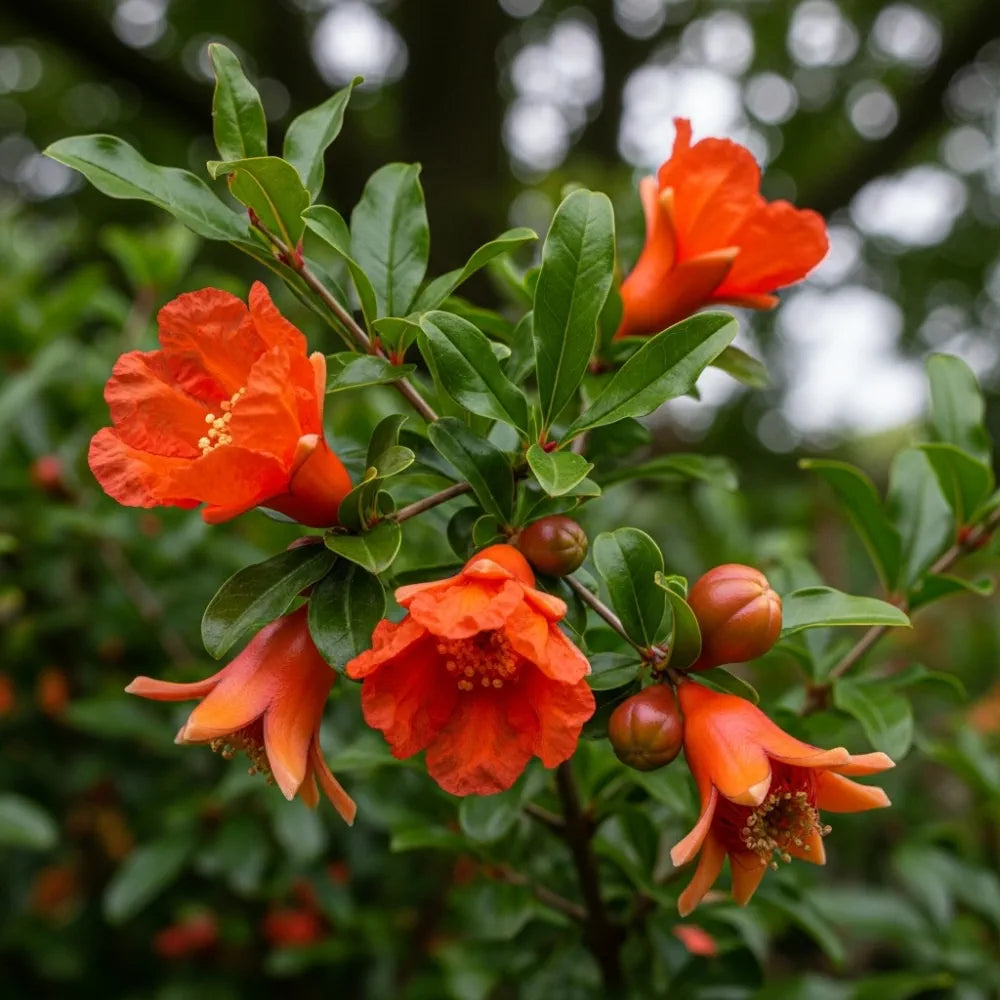 3 Pomegranate Plants | 9cm Pots