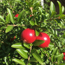 3 Pomegranate Plants | 9cm Pots