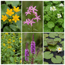 Miniature pond collection with a lily