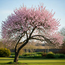 5ft 'Princess' Almond Tree | Prunus dulcis | Bare Root | 2 Years Old