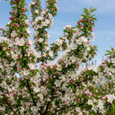5ft 'Professor Sprenger' Crabapple Tree | 7.5L Pot  | 2 Years Old