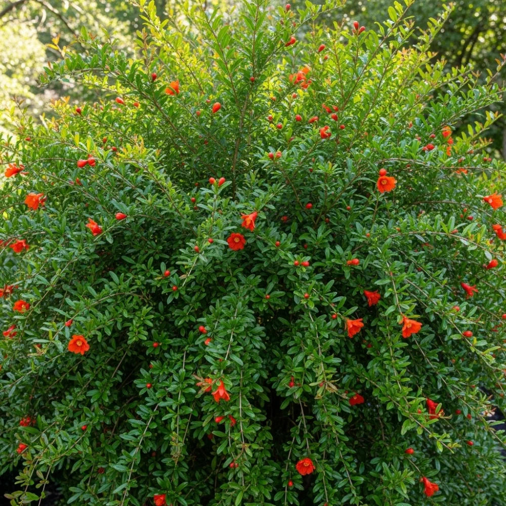 3 Provence Pomegranate Plants | 2.5L Pots