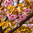 7ft Pink Cherry Blossom Tree | Mature Prunus 'Collingwood Ingram' | 18L Pot