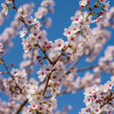 Dwarf Fuji Cherry | Prunus incisa 'Kojo-no-mai' | 9cm Pot