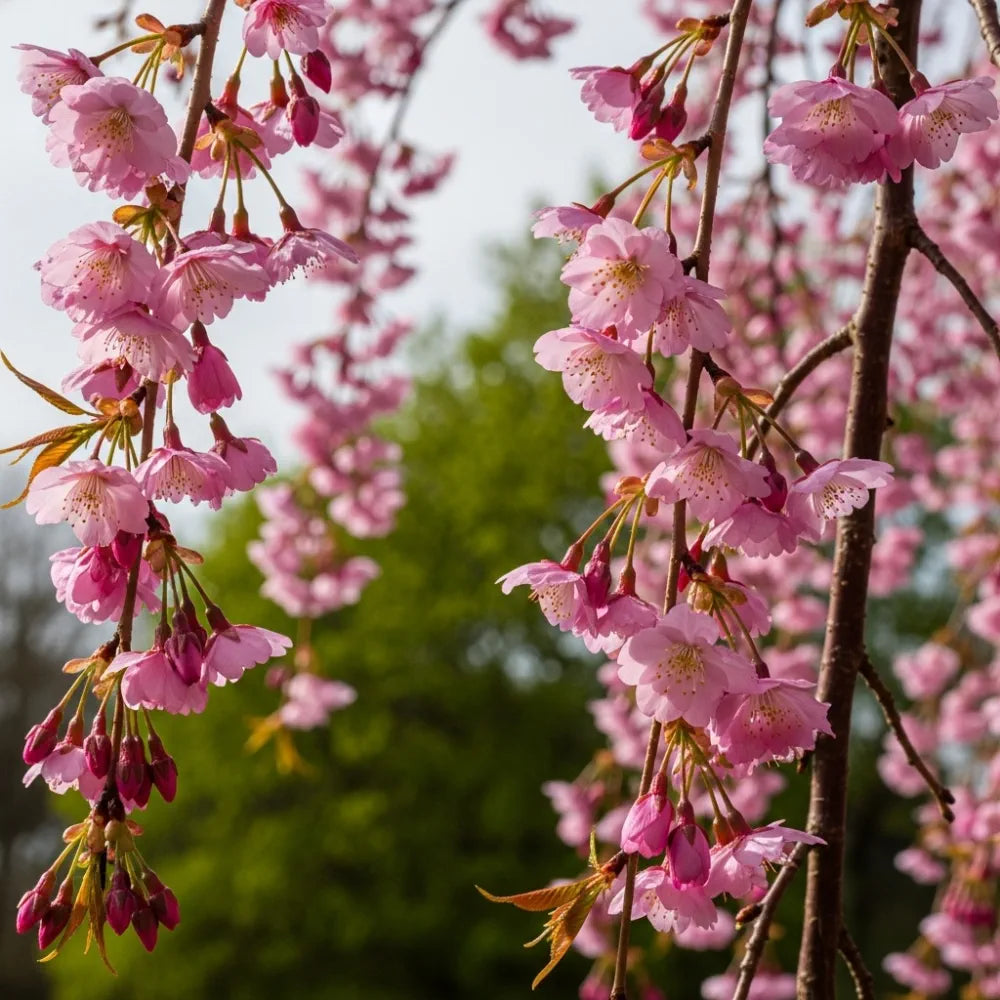 5ft Pink Weeping Winter Flowering Cherry Tree | Prunus subhirtella 'Pendula Rosea' | 9L Pot | 2 Years Old