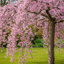 7ft Half-Standard Pink Weeping Cherry Blossom Tree | Mature Bare Root 'Pendula Rosea' | 6/8cm Girth