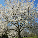 5ft White Flowering Cherry Blossom Tree | Prunus 'Snow Goose' | 9L pot