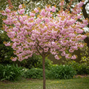 5ft 'Accolade Pink' Cherry Blossom Tree | 7.5L Pot | 2 Years Old