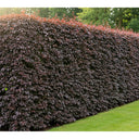 60cm Purple Beech Hedging | Fagus sylvatica 'Purpurea' | Bare Root