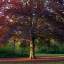 90cm Purple Beech Hedging | Fagus sylvatica 'Purpurea' | Bare Root