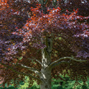 125cm Purple Beech Hedging | Fagus sylvatica 'Purpurea' | Bare Root