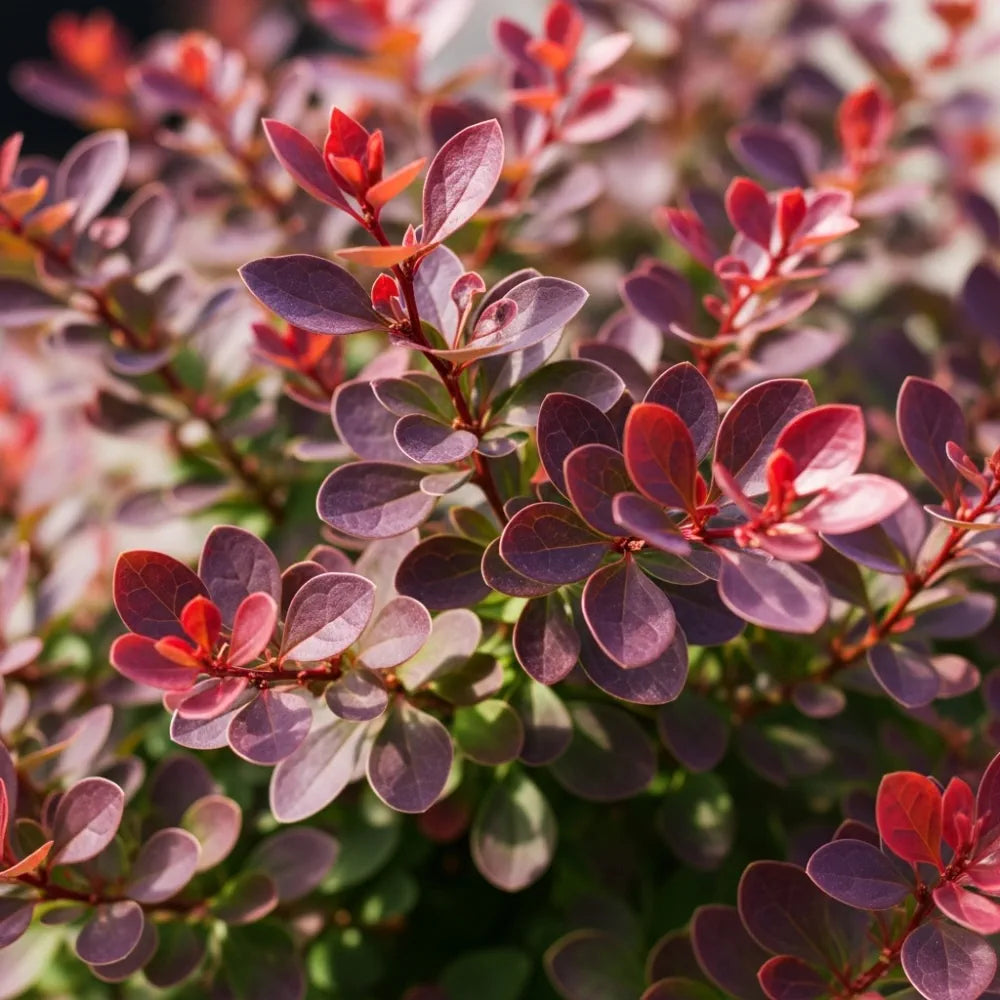 30-45cm Purple Japanese Barberry | Berberis thunbergii 'Atropurpurea' Bare Root Plant