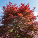 3ft Purple Japanese Maple Tree | Acer palmatum 'Atropurpureum' | 7.5L Pot