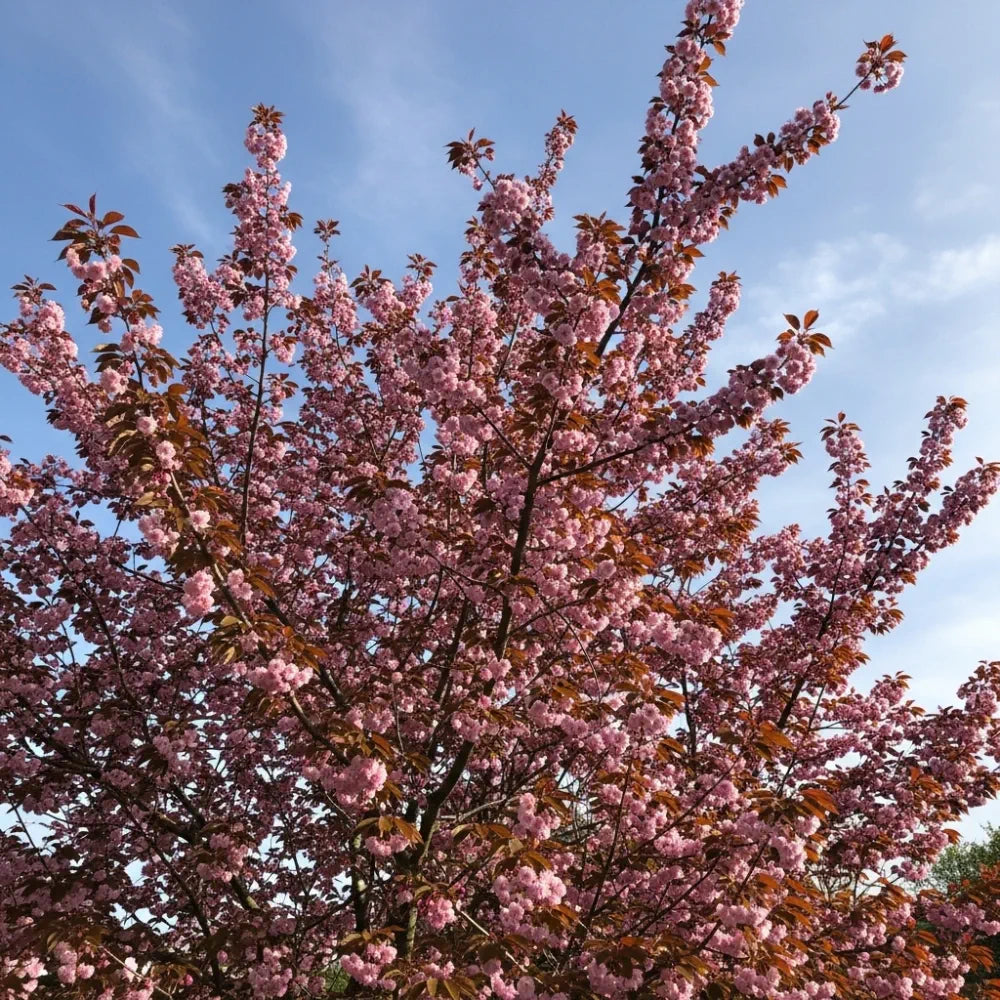 8ft Half-Standard 'Royal Burgundy' Mature Purple Leaf Cherry Blossom Tree | 6/8cm Girth | Grown in 20L Airpot