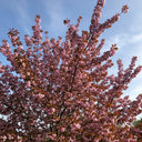 5ft Purple Leaf Cherry Blossom Tree | Prunus serrulata 'Royal Burgundy' | 7.5L Pot | 2 Years Old
