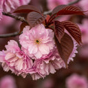 5ft Purple Leaf Cherry Blossom Tree | Prunus serrulata 'Royal Burgundy' | 7.5L Pot | 2 Years Old