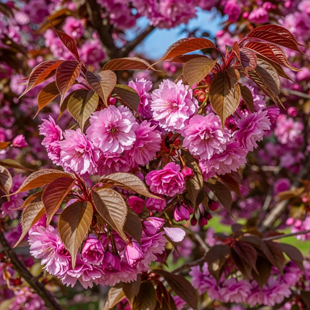 8ft Half-Standard 'Royal Burgundy' Mature Purple Leaf Cherry Blossom Tree | 6/8cm Girth | Grown in 20L Airpot