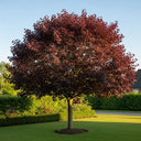 5ft Acer 'Crimson King' | Purple-Leaved Maple Tree | Bare Root | 2 Years Old