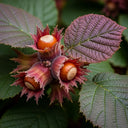 4ft 'Purpurea' Filbert Tree | Purple Hazelnut Tree | 9L Pot | 2 Years Old