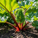 Adjust the 'Raspberry Red' Rhubarb Plant with large green leaves and red stalks growing in rich soil, illuminated by sunlight in a garden setting.