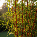 4ft Red Bamboo | Fargesia scarbrida 'Asian Wonder' | 5L Pot