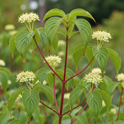 3ft Red-Stemmed Dogwood Hedging | Cornus alba | 4.5L Pot