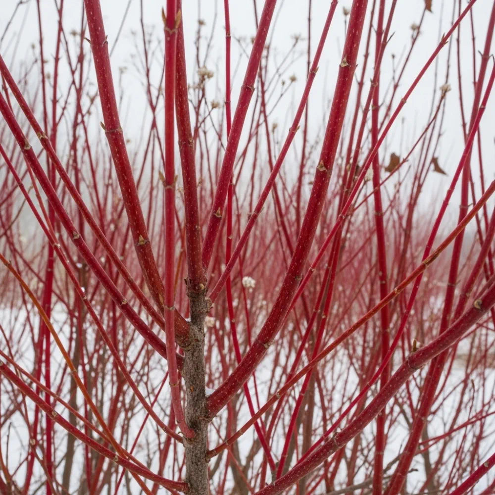 60-90cm Red-Barked Dogwood Hedging | Cornus alba | Bare Root