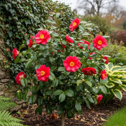 Vibrant Red Camellia japonica flowers with yellow centers bloom on a lush green shrub, set against a stone wall and surrounded by garden foliage.