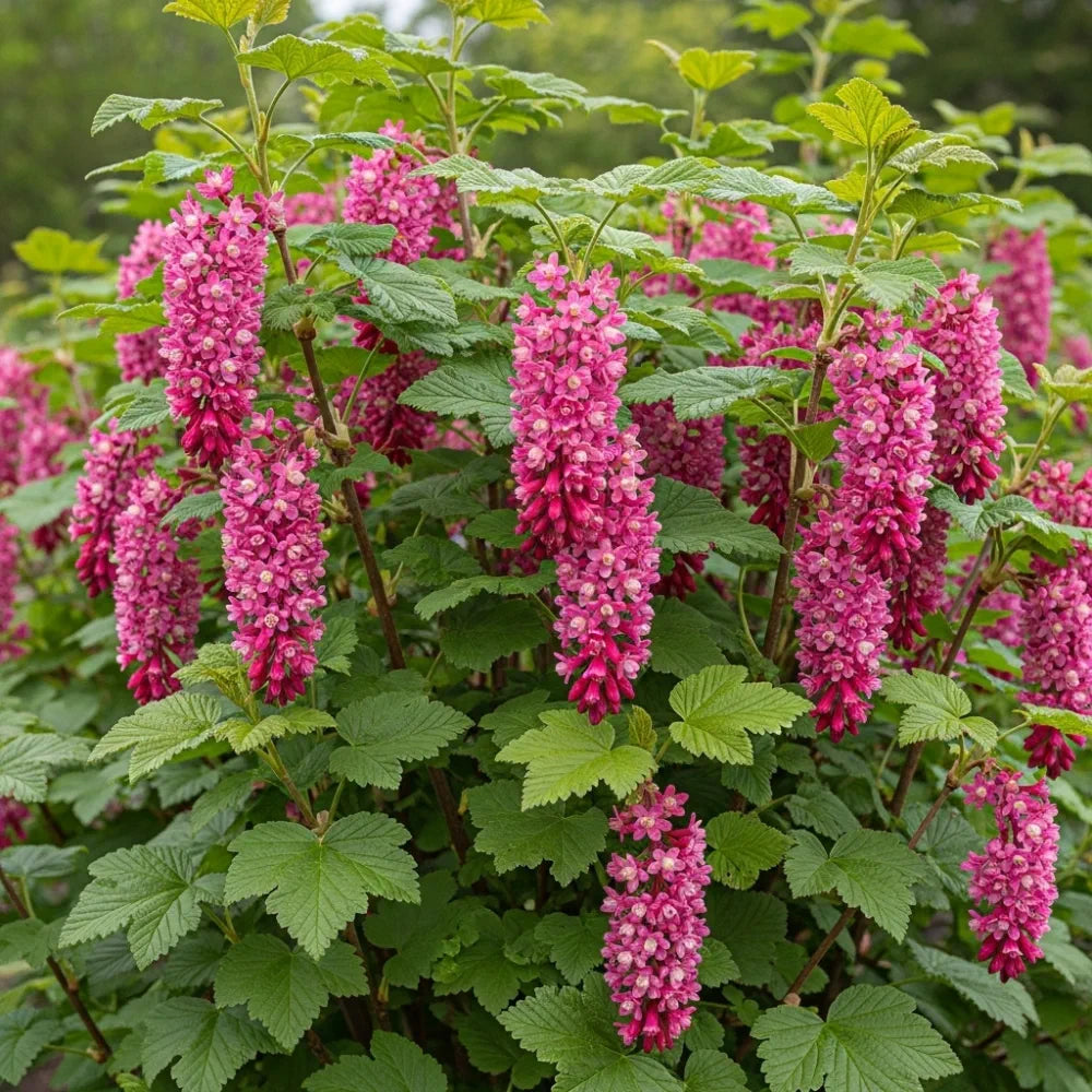 30-45cm Red Flowering Currant | Ribes sanguineum Bare Root Plant