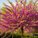4ft 'Red Force' Canadian Redbud Tree | Cercis canadensis | 4.5L Pot