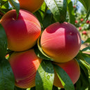5ft 'Red Haven' Peach Tree | 7.5L Pot | 2 Years Old