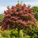 10ft Half-Standard 'Paul's Scarlet' Red Hawthorn Tree | Mature Bare Root | 6/8cm Girth