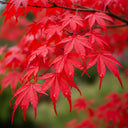 3ft Red Japanese Maple Tree | Acer palmatum 'Fireglow' | 5L Pot
