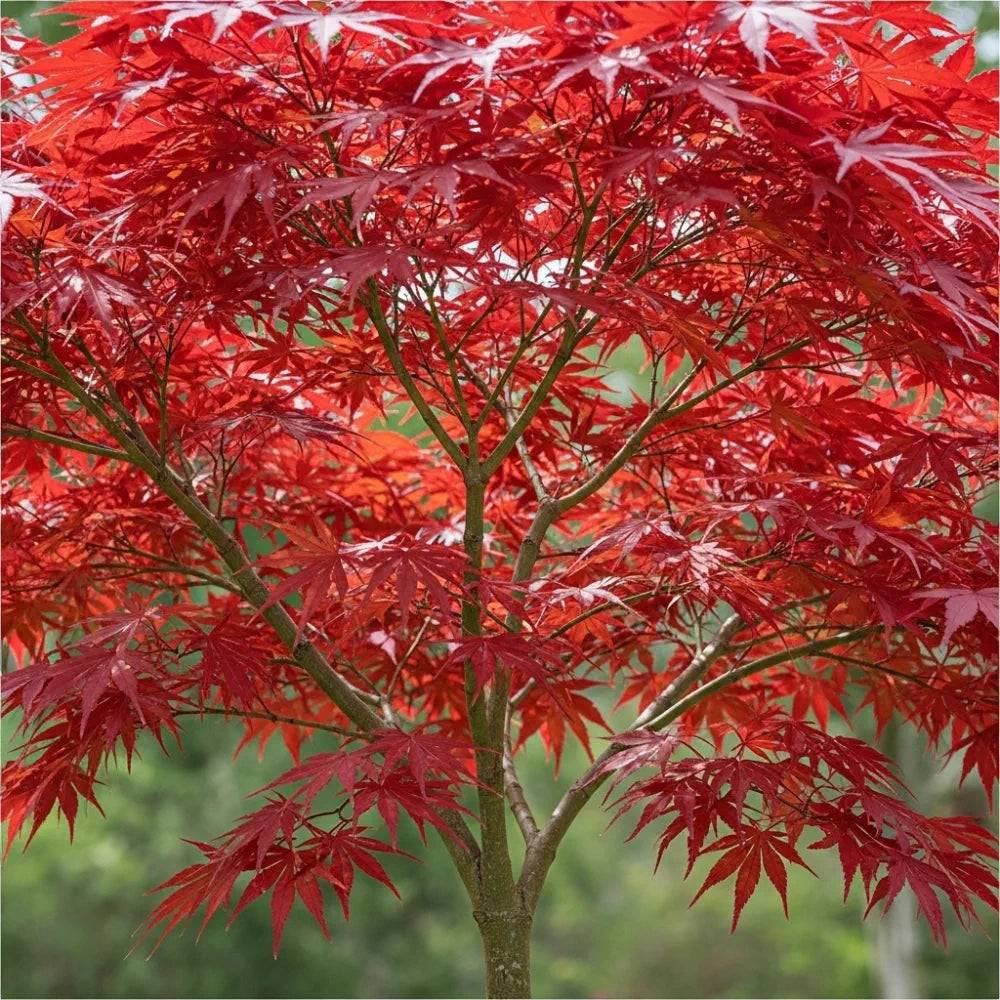 Vibrant red leaves of a Red Japanese Maple Tree (Acer palmatum 'Fireglow') with delicate, pointed foliage against a soft green background.