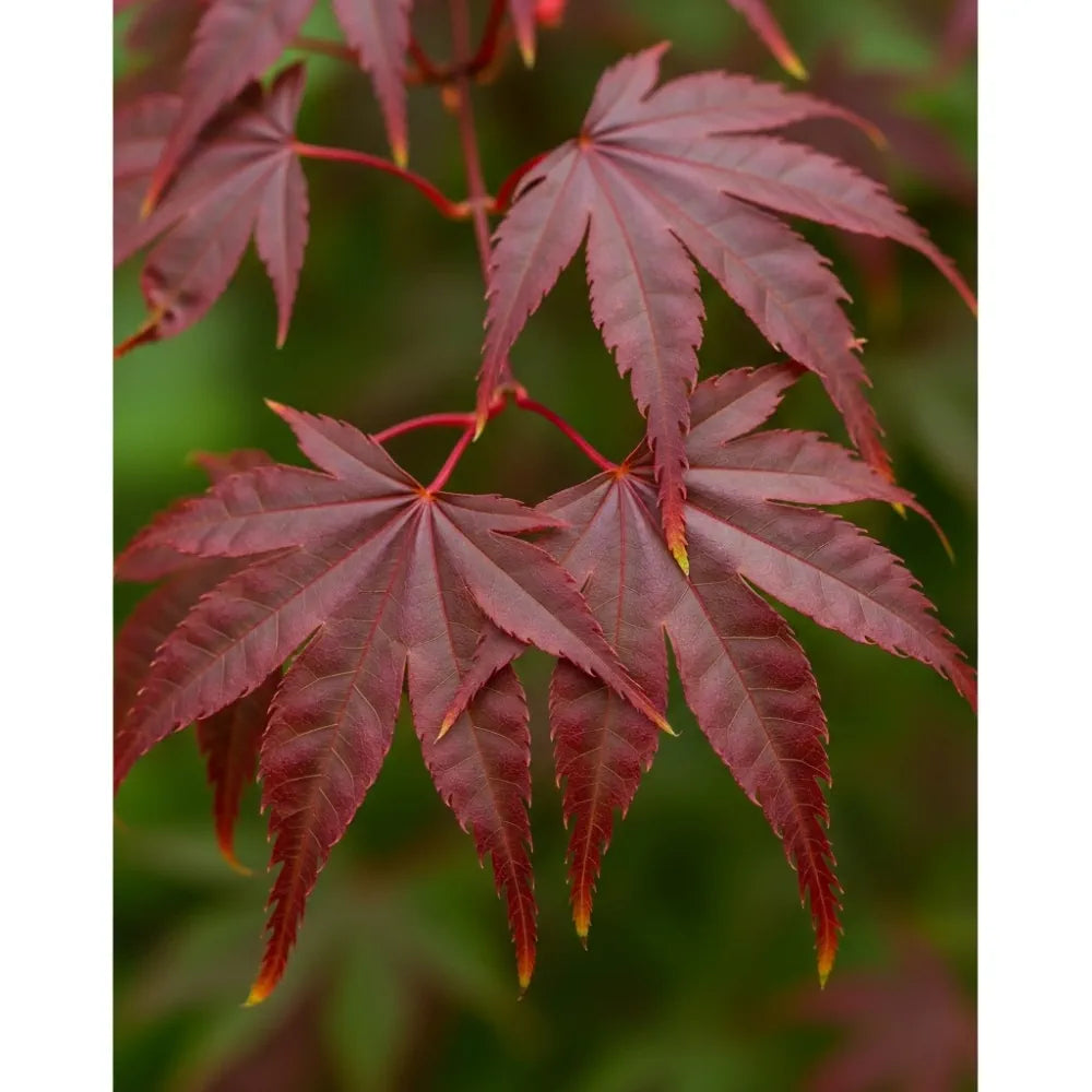 3ft Red Japanese Maple Tree | Acer palmatum 'Fireglow' | 5L Pot – Woven ...